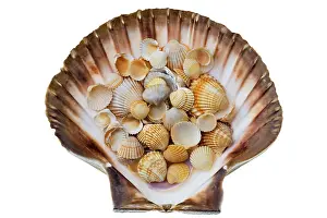Conchiglia Stampe: Shells