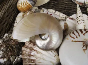 Cephalopod Species Stampe: Shells in a basket