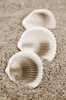Conch Shell Photography Stampe: Shells on the beach