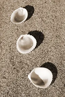 Empty Beach Landscape Stampe: Shells on the beach