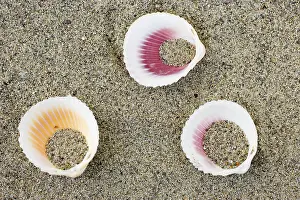 Close Up Beach Scene Stampe: Shells on the beach