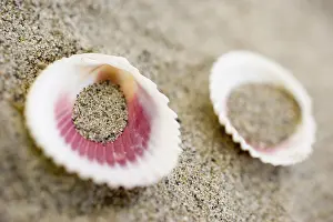 Bivalve Shell Details Stampe: Shells on the beach