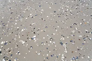 Conchiglia Stampe: Conchiglie sulla spiaggia.