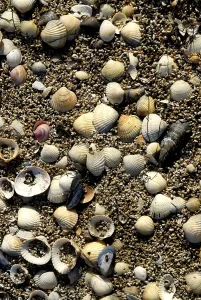 Deserted Seaside Scene Stampe: Empty shells on a beach