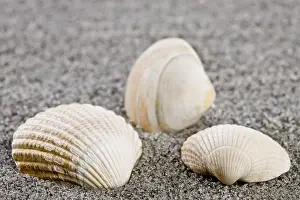 Conchiglia Stampe: Conchiglie sulla spiaggia.