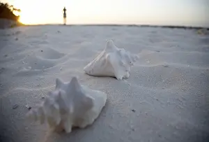 Conchiglia Stampe: Conchiglie sulla spiaggia, Cuba.