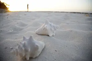 Bivalve Shell Images Stampe: Shells on the beach, Cuba