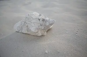 Conchiglia Stampe: Conchiglie sulla spiaggia, Cuba.