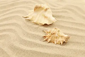 Bivalve Shells Stampe: Two shells is located on sandy background