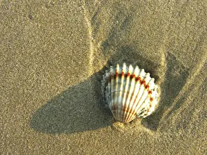 Sandy Beach Tracks Stampe: Shells in the sand