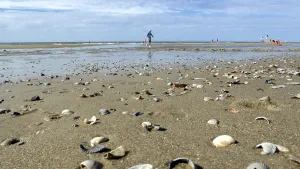 Dutch Coast Stampe: Shells on sandy beach with a walker in the background