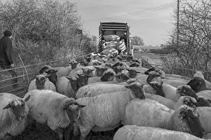Livestock Farming In Germany Stampe: Shepherd loading into the double-decker cattle trailer