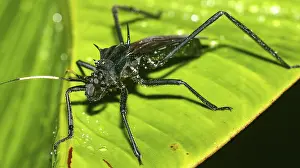 Stampe di Calabrone della scudo, Calabrone Chust, Hemiptera, Foresta pluviale tropicale, Bacino del fiume Napo, Amazonia, Ecuador, America Emitteri Stampe: Calabrone Smeraldo, Calabrone Chiuso, Hemiptera