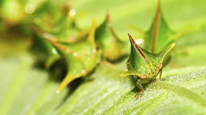 Stampe di Cimice Scudo, Cimice Chust, Hemiptera, Foresta Pluviale Tropicale, Bacino del Fiume Napo, Amazonia, Ecuador, America Emitteri Stampe: Calabrone Sfogliatore, Chust Bug, Hemiptera
