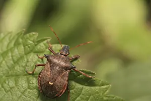 Stampe di Un insetto scudo sulla foglia Coleotteri Delle Foglie Stampe: Un insetto scudo sulla foglia.