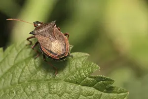 Stampe di Un calabrone sulla foglia Coleotteri Delle Foglie Stampe: Un insetto scudo sulla foglia.