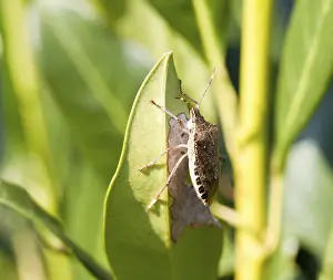 True Bug Wildlife Photography Stampe: Shield bug on the leaf of a bush