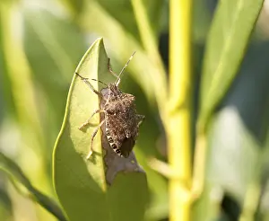 Immagini Correlate Stampe: Calabrone della foglia di un cespuglio.