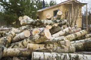 Rural Countryside Scene Stampe: A shoot of stack of birch logs