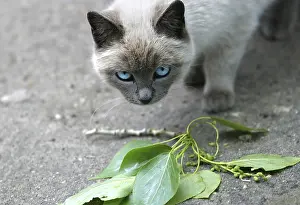 Siamese Cat Stampe: Siamese cat