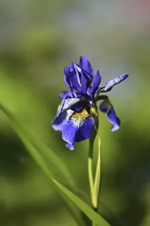 Blue Blossom Images Stampe: Siberian iris