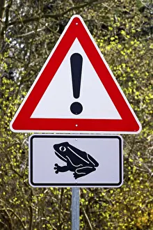Toad Migration Stampe: Sign, toad migration in spring