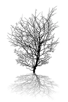 White Background Illustration Stampe: Silhouette of a leafless tree and shadow