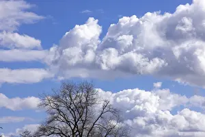 United Kingdom Cloudy Skies Stampe: Silhouettes, tree, clouds, sky