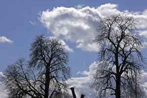 Cotswolds Landscape Stampe: Silhouettes, trees, clouds, sky