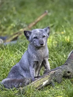 Wild Animal Habitat Conservation Stampe: Silver fox in a clearing in the forest