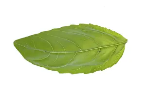 Fresh Herb Photography Stampe: Single basil leaf