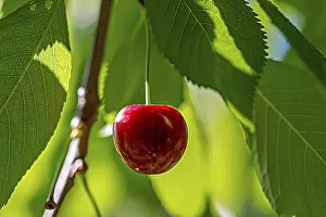 Cherry Tree Stampe: A single cherry on a cherry tree