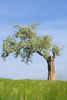 Uninhabited European Landscape Stampe: Single flowering tree in spring