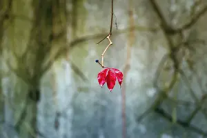 Wild Vine Stampe: Single leaf with fruit cluster