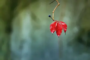Wild Vine Stampe: Single leaf with fruit cluster