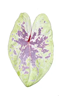 Ornamental Indoor Plant Stampe: Single leaf of pink