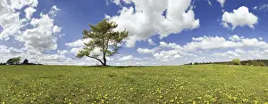 Cloudy Day In Germany Stampe: Single pine with cloudy sky at Titting