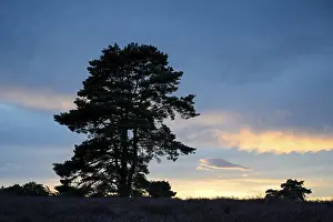 Natural Preserve Germany Stampe: Single pine tree in front of evening sky