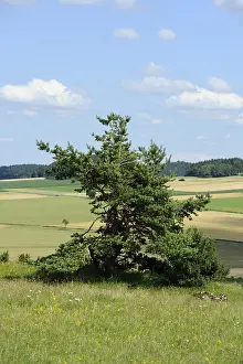 Pine Spruce Forest Landscape Stampe: Single pine tree on a green meadow with fields in the background