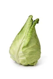 Brassicaceae Plant Stampe: Single pointed cabbage vegetable on white background