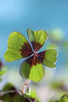 Four Leaf Clover Symbol Stampe: Single quadruple