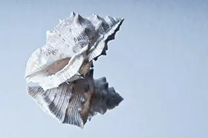 Soft Lighting Photography Stampe: Single seashell reflected on a glossy surface with soft lighting
