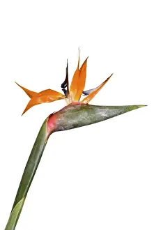 Orange Blossom Flower Stampe: Single Strelitzia