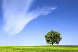 Solitary Tree Stampe: Single tree on the grass field