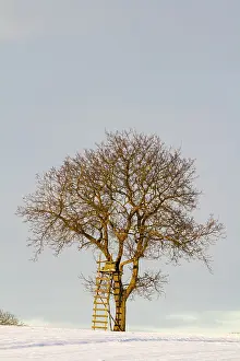 Single Tree In Snow Stampe: A single tree with a high stand