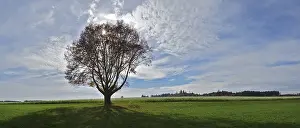 Backlit Tree Stampe: Single tree against the light
