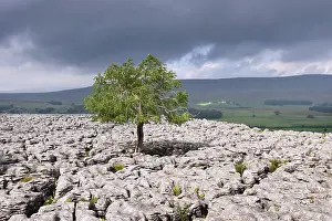 Cloudy Day Outdoors Stampe: Single tree in limestone landscape