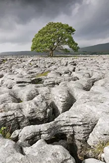 Solitary Tree Photography Stampe: Single tree in limestone landscape