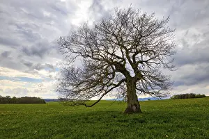 Solitary Tree Stampe: Single tree in a meadow with clouds
