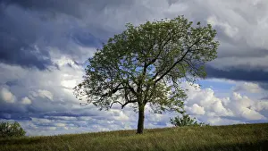 Solitary Tree Stampe: Single tree in a meadow under dramatic sky with clouds